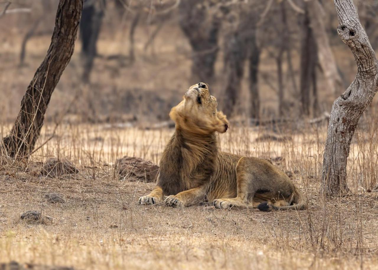 Gir Birding Lodge Sasan Gir Buitenkant foto