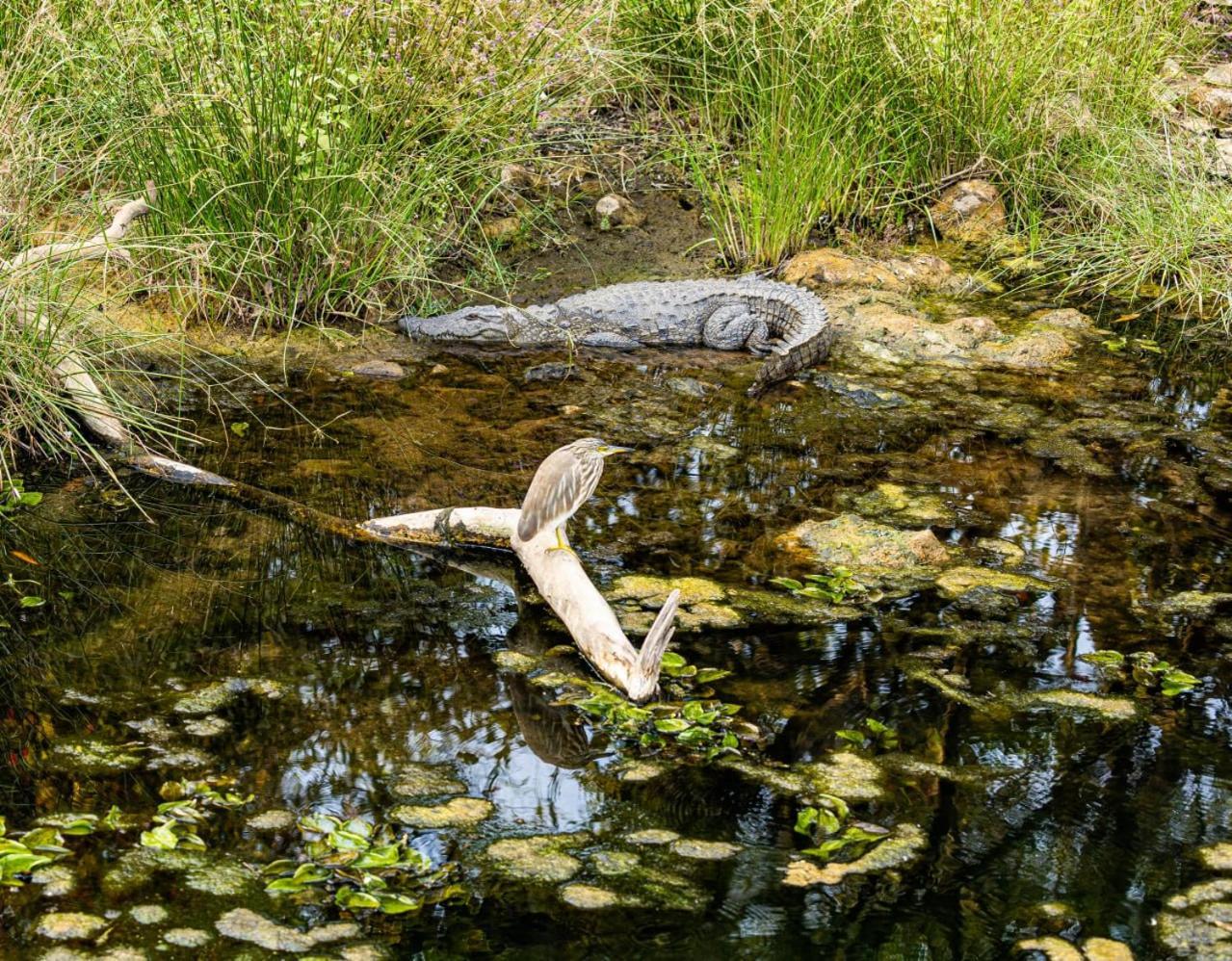 Gir Birding Lodge Sasan Gir Buitenkant foto