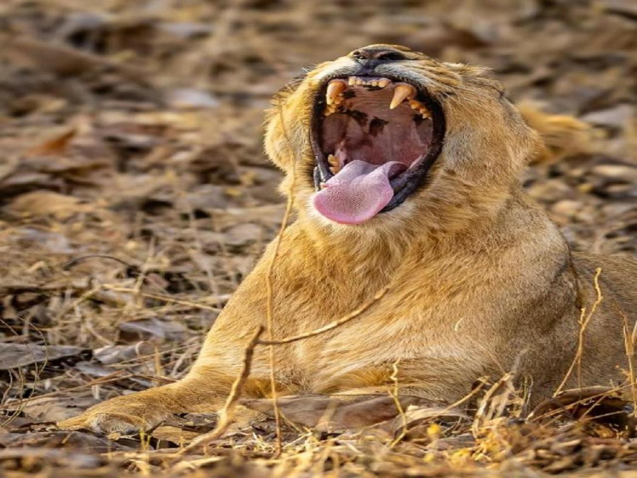 Gir Birding Lodge Sasan Gir Buitenkant foto