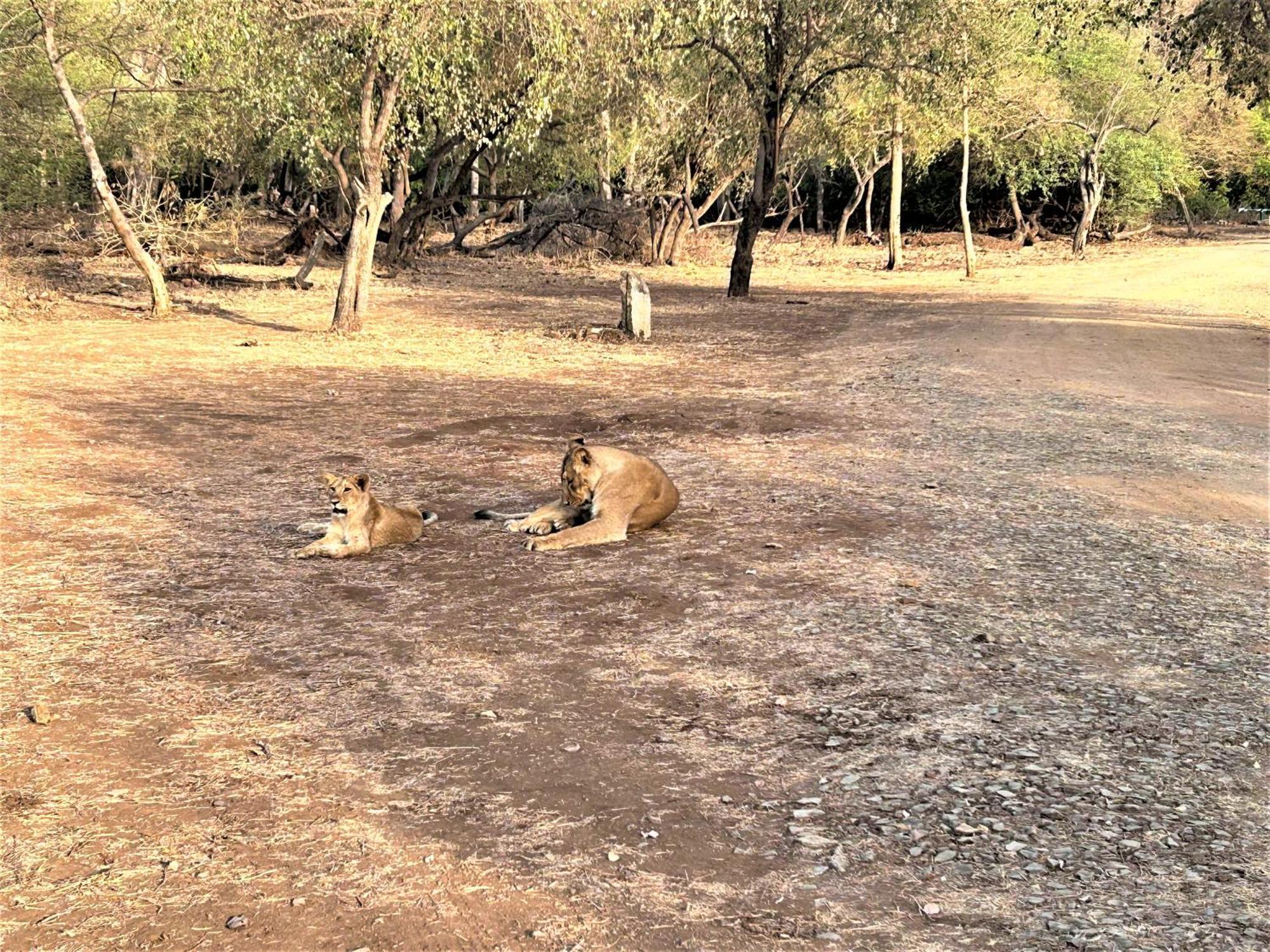 Gir Birding Lodge Sasan Gir Buitenkant foto